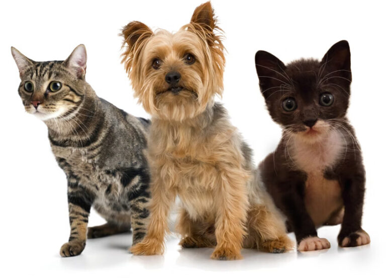 Pet Policy